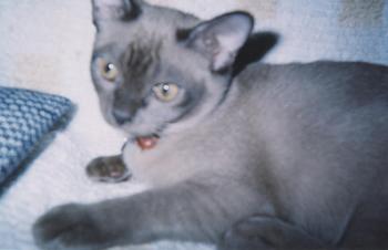 Pet Boarding Listing